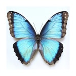 Morpho helenor carillensis 헬레노르모르포나비 N-44-50 곤충표본 : 계곡나소