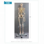 정형외과 과학실 우리몸탐구 뼈구조학습 인체골격모형 170cm 대형 교과연계 : 에이알마켓
