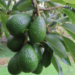 라라로코 프리미엄 아보카도 대과 24과 중과 30과 생과 후숙 선택 가능 : 라라로코