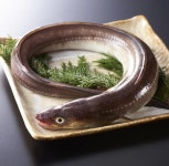 국산 통영 자연산 원물 생물 순살 활 바다장어 붕장어회 아나고회 1kg 당일조업 산지직송 : 푸른청년XBIGFISH