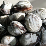 산지직송 여자만 꼬막 벌교 새꼬막 1kg 중 상 대 특대 선택 피꼬막 선택 : 파피샵