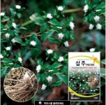 삽주 씨앗 백출씨앗 창출씨앗 약초씨앗 약초 100알 (ga) : 두마리농산