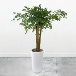 해피트리 3호 : 원스톱플라워