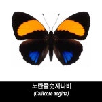 노란줄숫자나비표본-Callicore aegina : BABURMART바부르마트