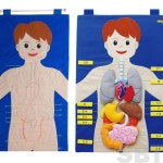 은방울나무 신체기관 한글 교육 인체기관 해부교구 : 은방울나무