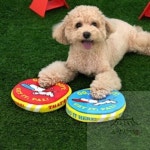 소망상점 패리스독 피너츠 플라잉 토이 (랜덤발송) 토이피자인형 애견훈련 강아지장난감 : 생활용품추천 소망상점