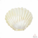 진주 쉘 디자인 고급스러운 액세서리 정리함 화장대 데스크 감성 인테리어 소품 화이트 : 비잉메리