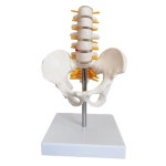 척추 모형 뼈 무릎 모델 요추 해부학 어깨 척추모형 인대 병원 뼈모형 : 하이G마켓