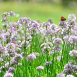 씨앗 두메 부추 100알 seed : 다다솜