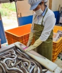 자연산 통영 바다장어 행사중 2kg, 1개 : 이차림 에프앤비