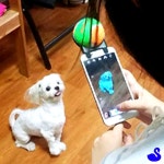 BS 포토볼 강아지운동장난감 : 블루스완몰