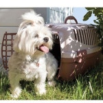 플라스틱문 켄넬 이동장 1P 외출하우스 강아지 소형견 고양이 여행가방 : 글로벌 인사이트