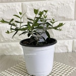 싱그러운 실내 공기 정화 식물 플랜테리어 홈 가드닝 식물 반려 : 욕실 주방 청소 화분 정리