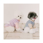 매장정품 PETSLAND 포코후리스 S-2XL : 성현 동탄점