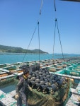 국산 완도 활 전복 1kg 사이즈별 10미-17미 산소포장 산지직송 선물 : 주은이의식탁