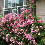 다목농원 안젤라 줄장미 덩굴  사계장미 덩쿨 독일 유럽 영국 넝쿨장미 3년생 개화주 정원 : 다목농원