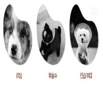 스토어-다유 동물병원칼라 펫케어용품 강아지넥카라 : 스토어-다유