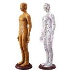 한의원 혈자리 모형 침술 병원 마네킹 한의학 인체 경혈모형 교육용 한방 전신 침자리 남성 : 대흥글로벌2
