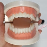 치과 양치 교육 모형 가짜 입 이빨 어린이집 유치원 치카치카 양치질 연습 : 김동댕이네