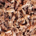 햇 건꼴뚜기 700g X 1봉+1봉, 하나가격에 하나더 : 부산자갈치시장 자갈치맘