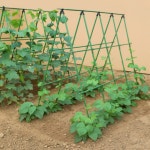 미니텃밭 덩쿨식물지지대 방울토마토 주말농장 호박줄기지지대 : 팔백삼호