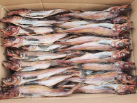 반건조노가리(20마리) 생노가리 왕노가리 무조미 무방부제 생산자직판 : 영덕해인수산