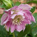 크리스마스로즈 (더블 핑크 화이트 엣지)  노지월동 다년생 모종 10cm포트 PP1067 : 선주네