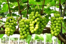 샤인머스켓 농부 직접재배 포도 4kg, 1개 : 해찬향기