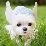 펫 모자 천사 강아지 고양이 강아지코스튬 : 아이템 7번지