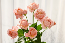 (빅이벤트)로즈피아 줄리엣타장미10대 꽃송이크고 많은스프레이형생화 신선한오래보는농가당일발송 : 주식회사 로즈피아