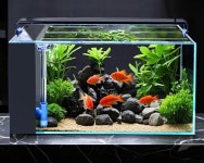 무환수어항 스마트어항 수족관 세트 자동청소 조명 열대어 기본 30 블랙골드 사이드필터 : 로얄테크윈