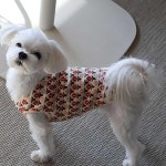 단비가 강아지 가을 겨울 조끼 애견강아지보온옷 플라워패턴조끼자켓 : 단비가