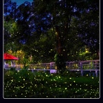 반딧불 조명 레이저 프로젝션 반딧불조명 20W 행사 무대 LE A. 10W 반딧불이 노란색 : 월드마켓5