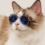 플러스컴퍼니 패션펫 애완동물 선글라스 안경 강아지 고양이 도그 냥이 UV차단 귀여운 : 플러스 컴퍼니