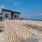 포항 구룡포 반건조 오징어 5미 해풍건조 두툼쫄깃 산지직송 소(5미 450g내외) : 갓 발견