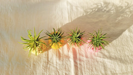 마크라메 파인애플화분 만들기 이오난사 미니화분 마크라메DIY : 무드스튜디오