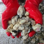 남해안 산지직송 생굴 8KG 통영굴 생굴 횟감용 김장용 남해안 : 텐텐유통