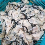 통영 제철 생굴 1kg 최상급 깐굴 자연산 세척 굴 하프쉘 석화 겨울별미 : 불새수산