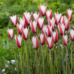 데코가드닝 원종튤립 4치(10cm) 3종 3개 플라바 휴밀리스 투스케스타니카 : 주식회사 데코가드닝