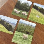 감성 엽서 그린 4종 : 메이크 어 모먼트