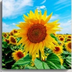 해바라기액자 그림 액자 해바라기 해바라기사진 : 인코더피치