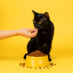츄뗌므 캣 고양이유산균사료 설사변비사료 모질 아기고양이 어덜트 노묘사료 1.2kg : 츄뗌므