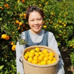 과일꾼 제주 감귤 노지 귤 타이벡 황금향 밀감 가정용 선물세트 고당도 하우스감귤(제철) : 레임샵