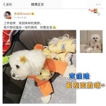 강아지 발열패딩 가을 비어옷 A. 주황색, A. S가슴둘레 32 등둘레 21약 1.52. : globalpick456