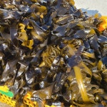 국내산 기장 물미역, 생미역 1kg/2kg/3kg : MaruNe Fresh