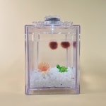 해인초 오션로즈 해조류기르기 DIY 세트 : 해인초샵