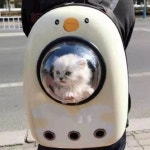 고양이 강아지 이동장 형 켄넬 반려동물 백팩 앞가방 : 트렌드업마켓