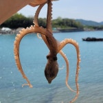 장흥 여수 낙지 1미 산소포장 : 더조은 상점