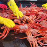 속초 박달홍게 자숙 2kg/3kg (산지직송) : 먹깨비 수산