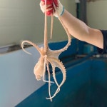 장흥 여수 낙지 1미 산소포장 : 더조은 상점